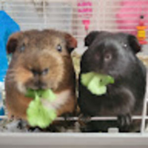 Meet your Posher, Anna